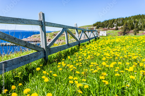 Trail hiking in Bonaventure island by Perce, Quebec in Gaspe, Gaspesie region with wooden fence on edge of cliff and yellow dandelion flowers © Kristina Blokhin