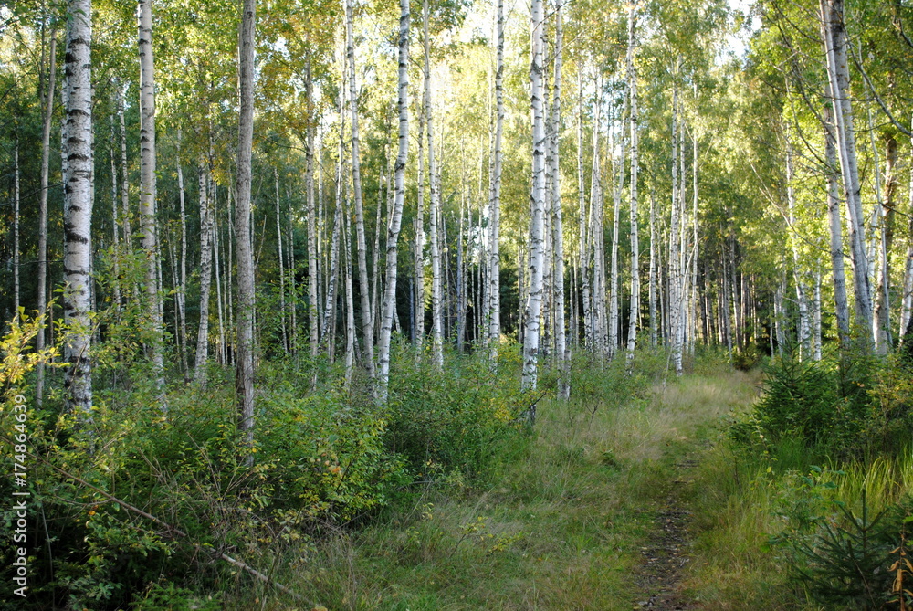 Fototapeta premium natürlicher Birkenwald