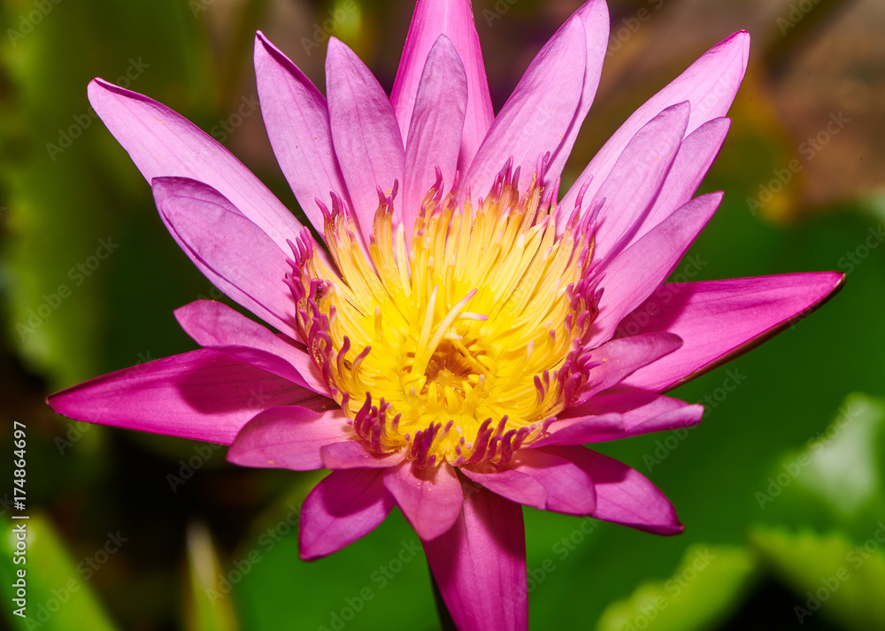 Blooming lotus flower Blooming lotus flower