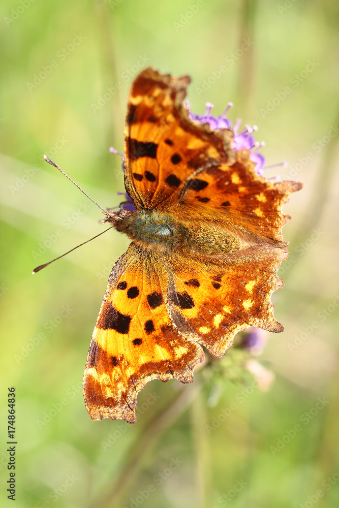 Obraz premium Polygonia c-album