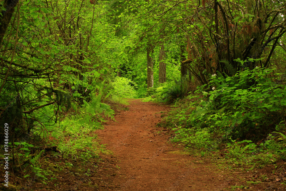 a picture of an Pacific Northwest forest trail a picture of an Pacific Northwest forest trail