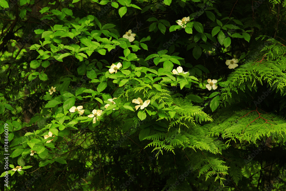 a picture of an Pacific Northwest flowering dogwood tree a picture of an Pacific Northwest flowering dogwood tree