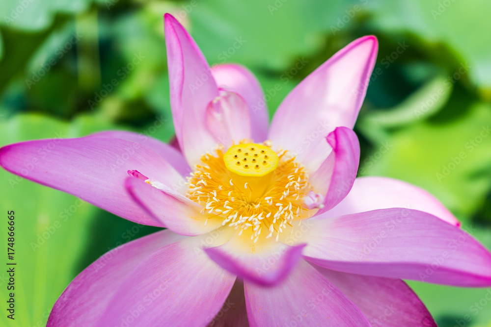 Macro closeup of bright pink lotus flower with yellow seedpod inside