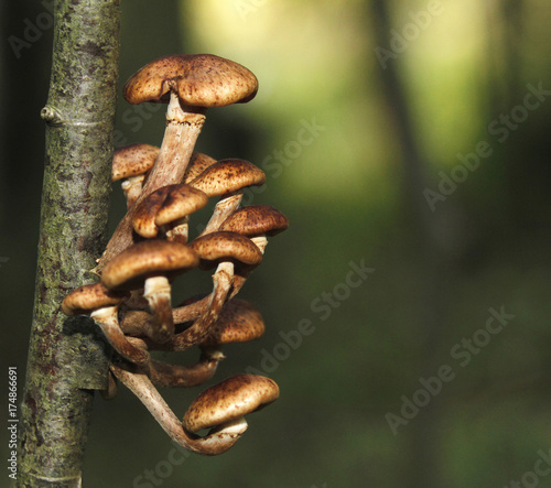 Honey fungus lump, Armillaria borealis, growing on tree trunk.
