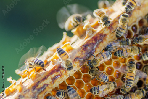 pszczoły na plastrze miodu w pasiece 