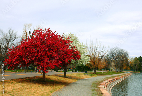 Single red tree at Washington Park in Denver, Colorado, USA, outstanding concept, loneliness