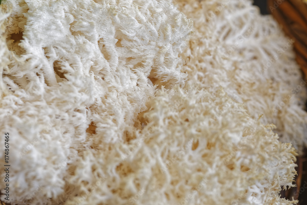 edible coral mushrooms edible coral mushrooms
