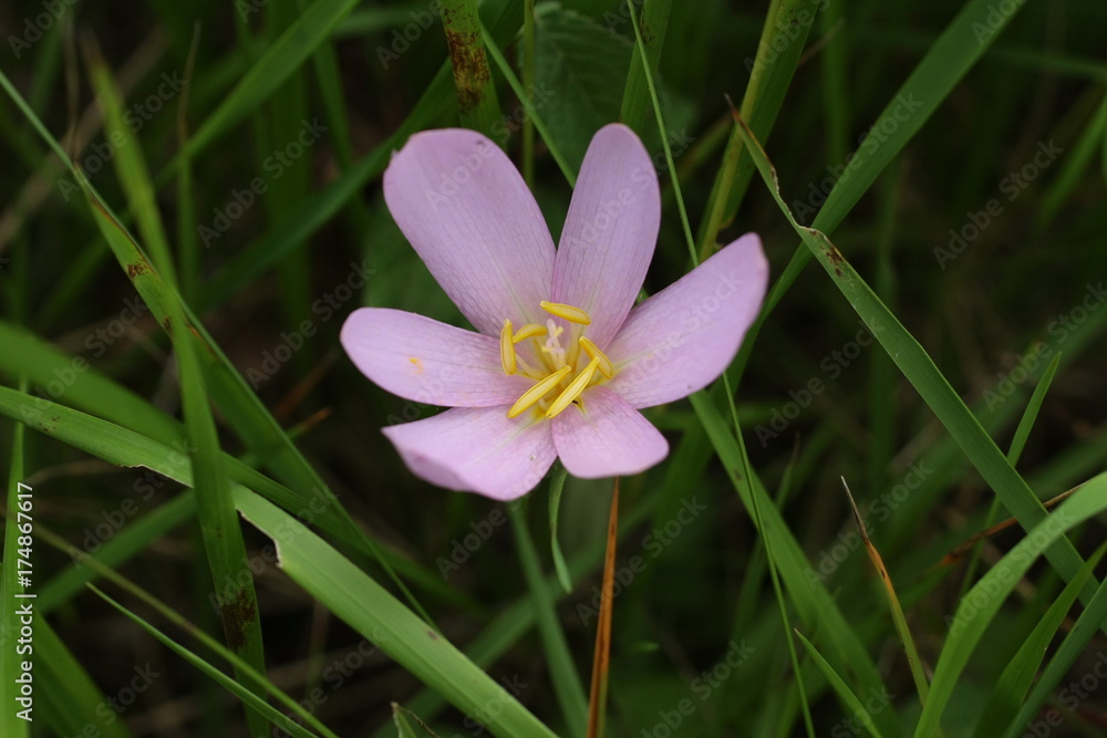 Fototapeta premium Colchicum autumnale