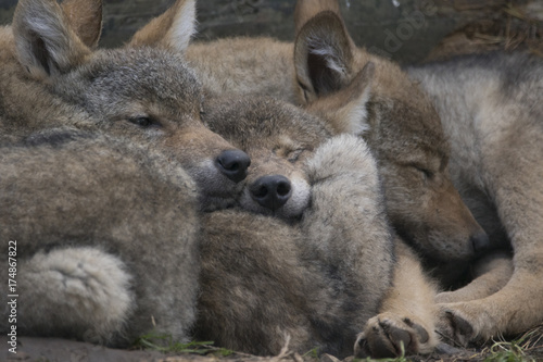 Canvas Print european grey wolf, Canis lupus lupus, pups sleeping together