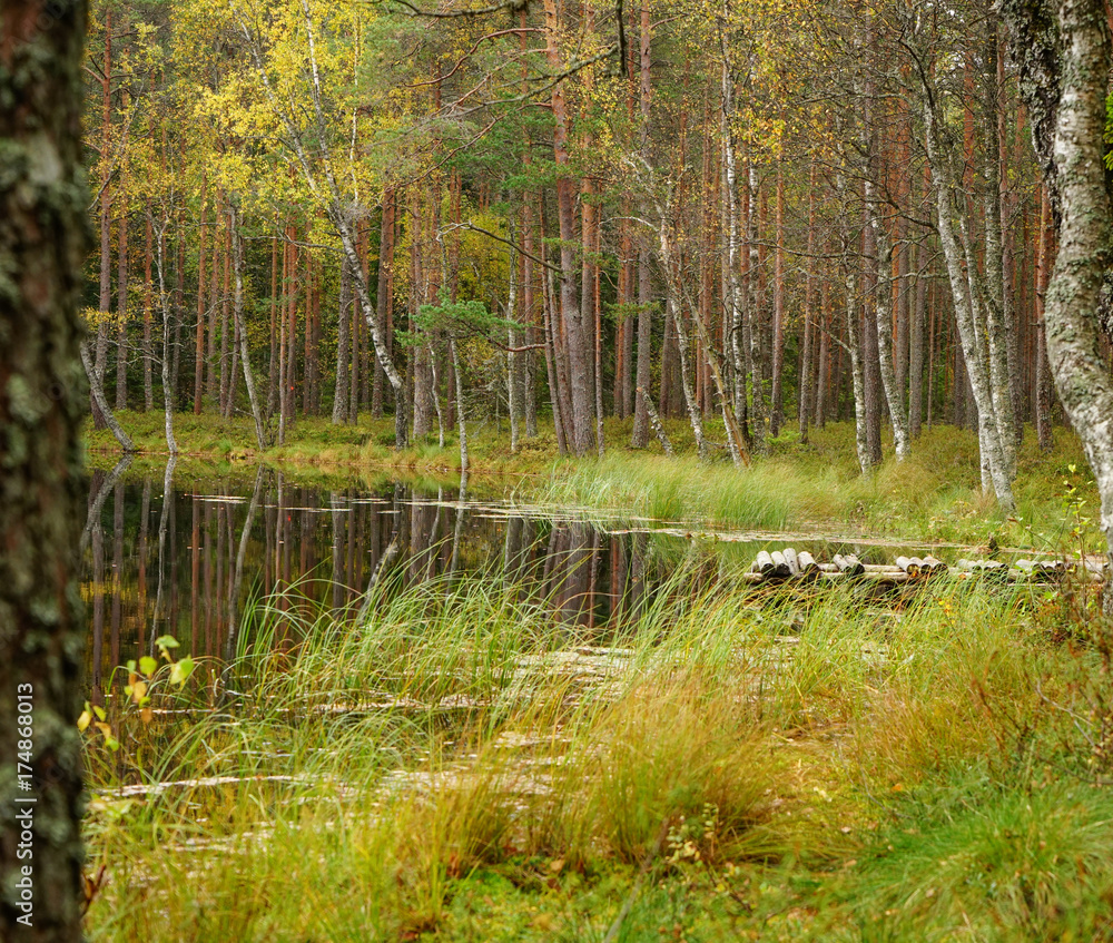 Obraz premium Beautiful autumn forest near the water