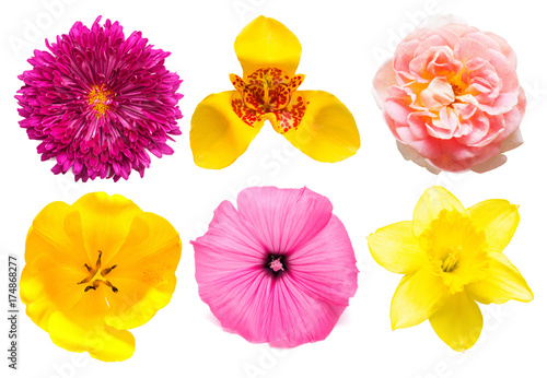 Flowers collection of assorted chrysanthemum, tigridia, mallow, rose, tulip, narcissus isolated on white background. Flat lay, top view photo