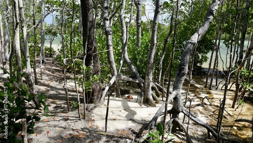 Mangroves, île Curieuse, Seychelles, série