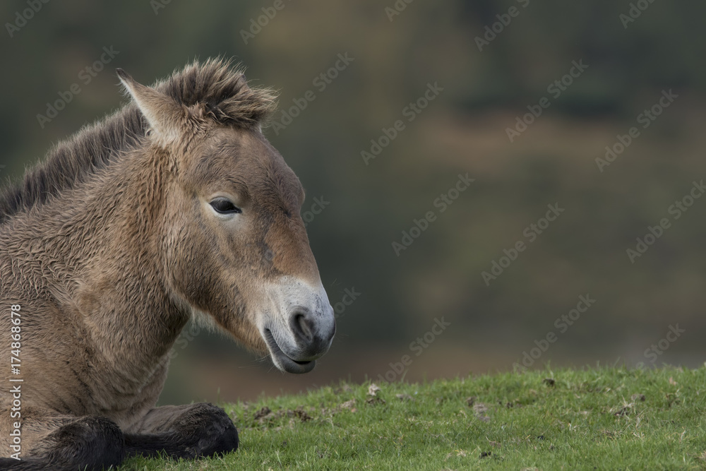 przewalski horse, Equus ferus przewalskii, portrait and scenes