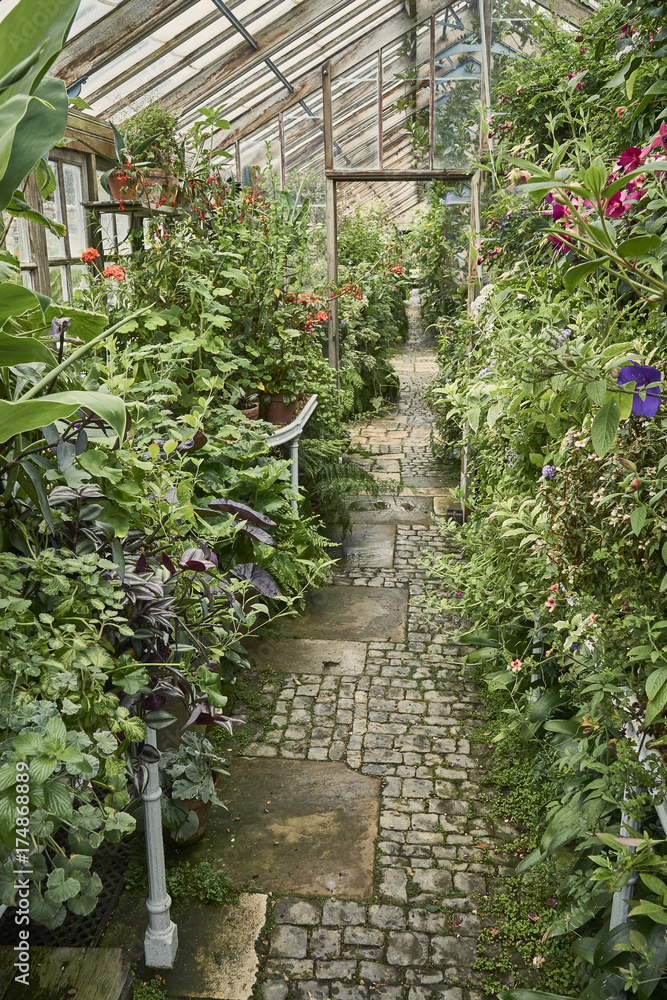 Pathway through an old Victorian greenhouse overgrown with plants Pathway through an old Victorian greenhouse overgrown with plants