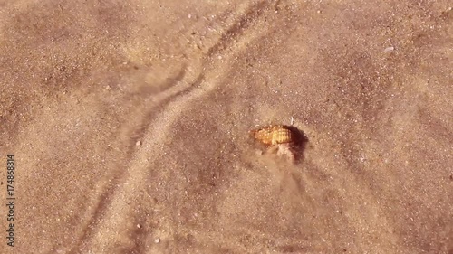 waves and sealife on sand beach. 