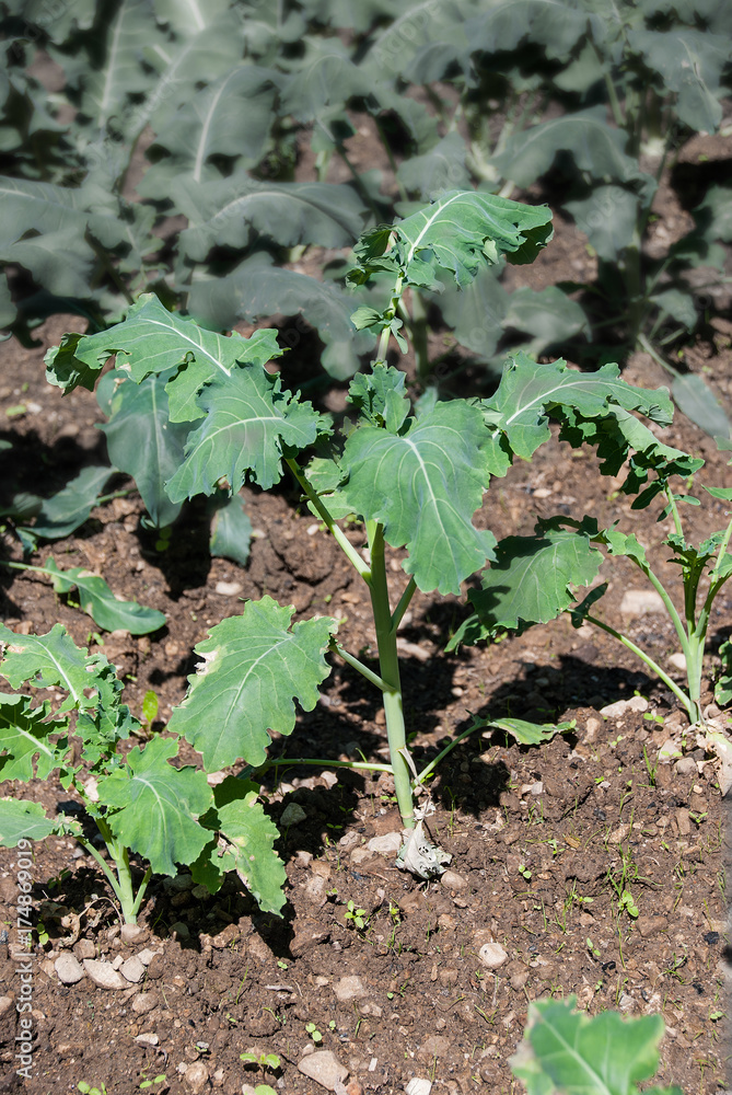 Small broccoli seedlings, by biological agriculture Small broccoli seedlings, by biological agriculture
