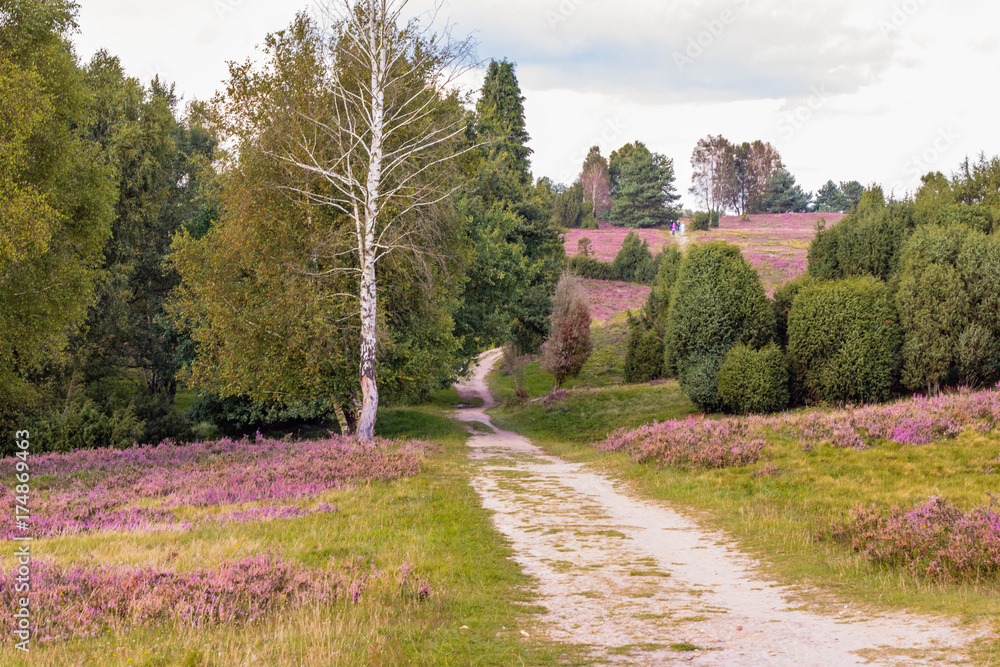 Obraz premium Lüneburger Heide
