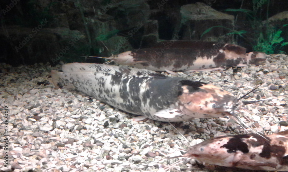 Fototapeta premium Fish