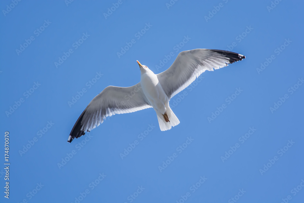 Obraz premium Seagull flying