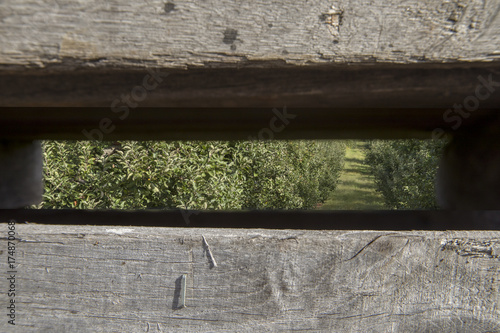 Apple orchard through wooden bin slats