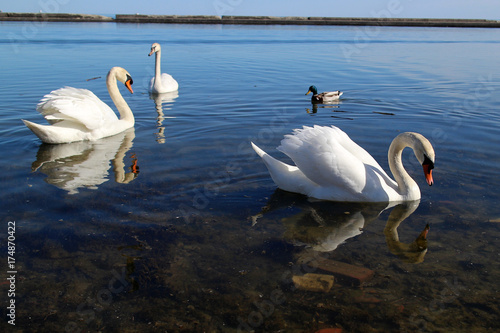 White Swans and duck floating on calm lake