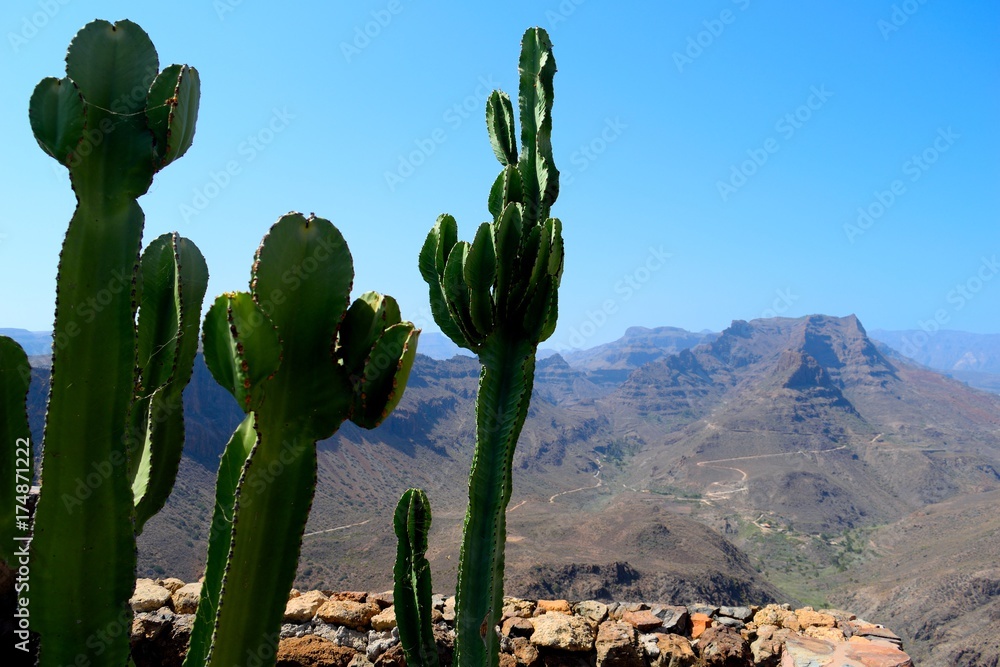Mountain cactus 