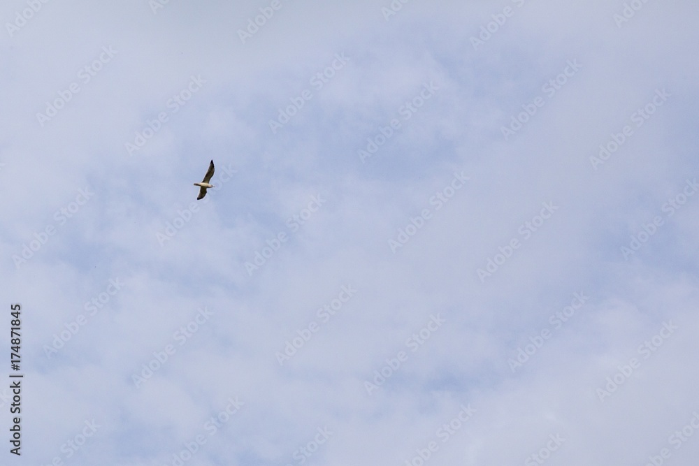 Seagull bird flying on the sky. Slovakia Seagull bird flying on the sky. Slovakia
