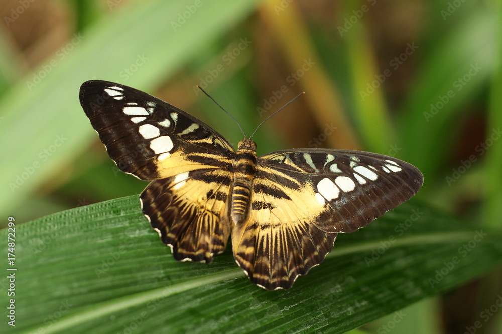 Naklejka premium Parthenos sylvia