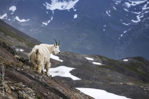 Mountain goat  Akaska  USA