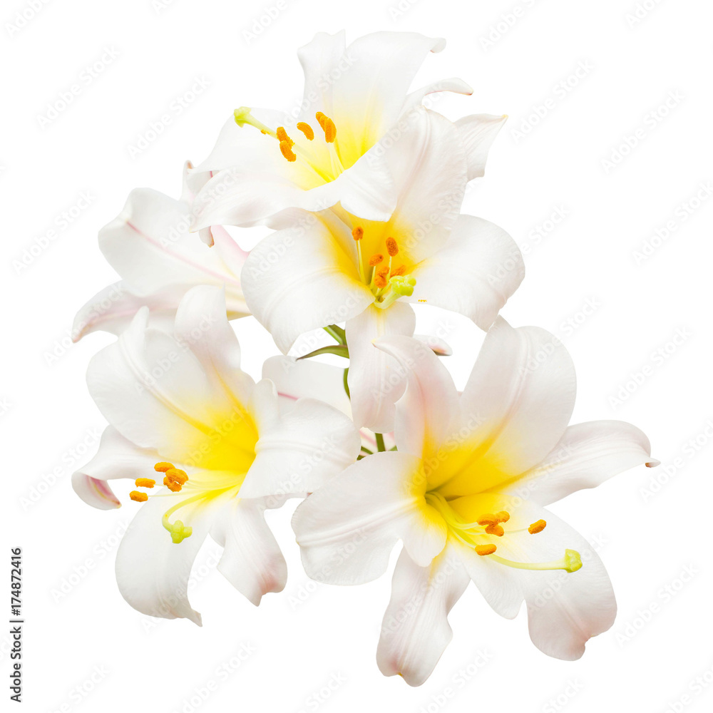 Bouquet of beautiful white lily flowers isolated on white background. Flat lay, top view Bouquet of beautiful white lily flowers isolated on white background. Flat lay, top view