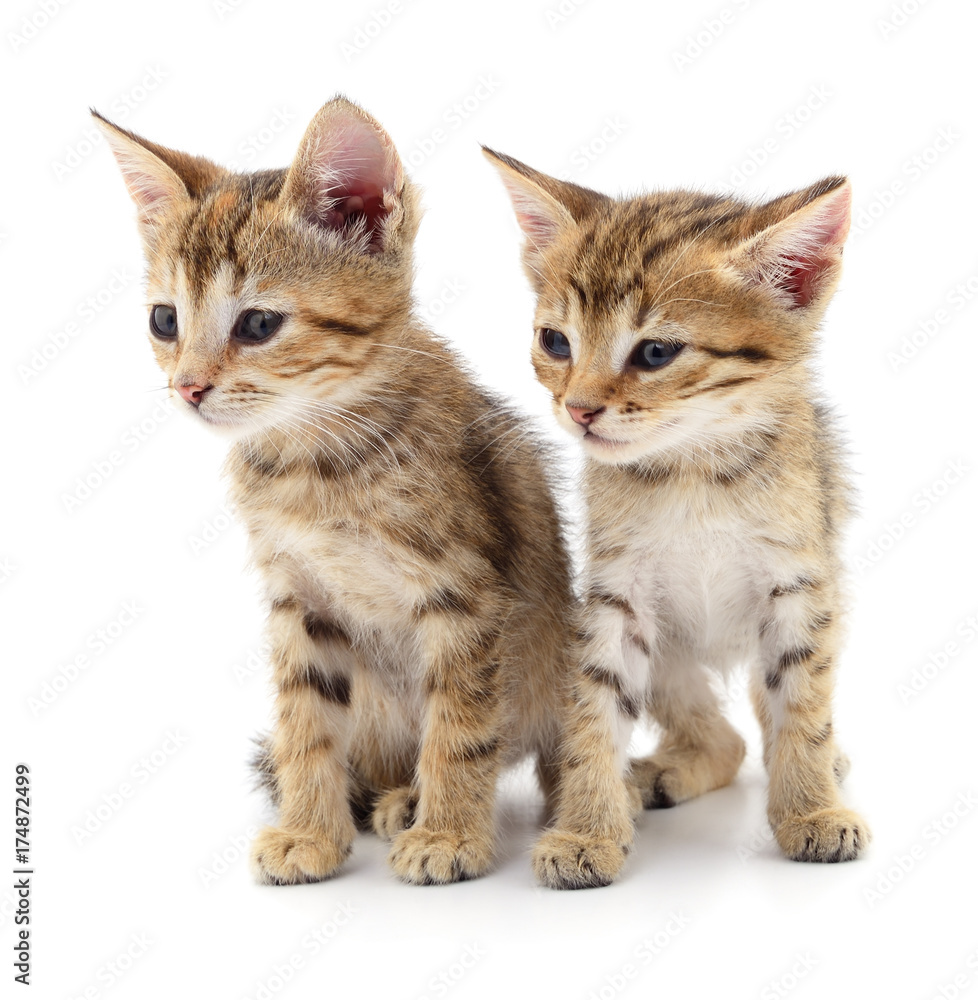Two small kittens. Two small kittens.
