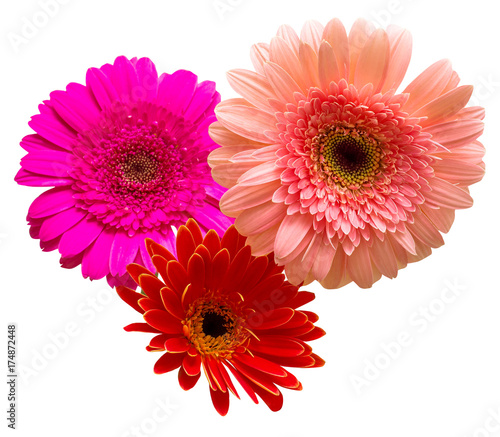 Bouquet of flowers gerberas isolated on white background. Flat lay  top view