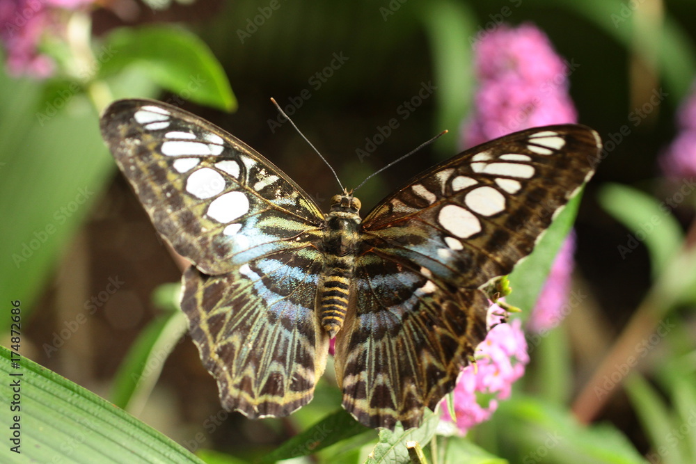 Obraz premium Parthenos sylvia