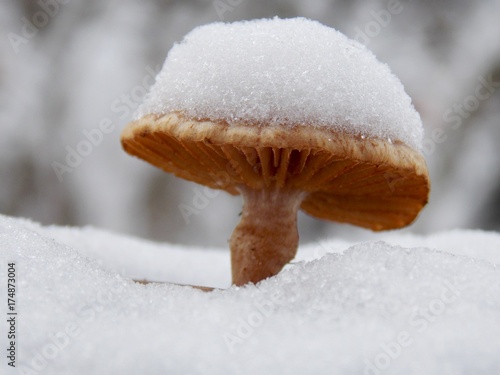 a small mushroom in the snow