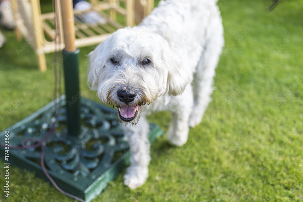 Beautiful and playful white haired Wheaten Terrier happily runs around the garden Beautiful and playful white haired Wheaten Terrier happily runs around the garden