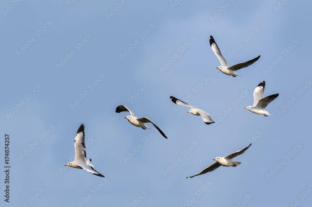 Fototapeta premium Group of seagull or gull, beautiful bird flying in winter plumage with blue sky background, Thailand.