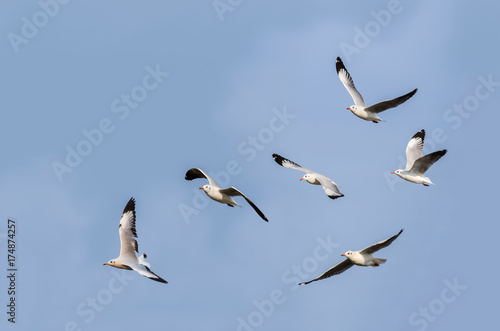 Group of seagull or gull, beautiful bird flying in winter plumage with blue sky background, Thailand.