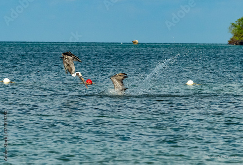 Diving Seagulls - Carribean Ocean photo