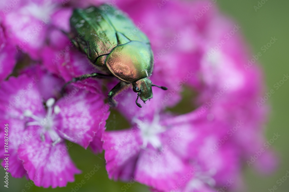 bug on a beautiful flower in summer bug on a beautiful flower in summer