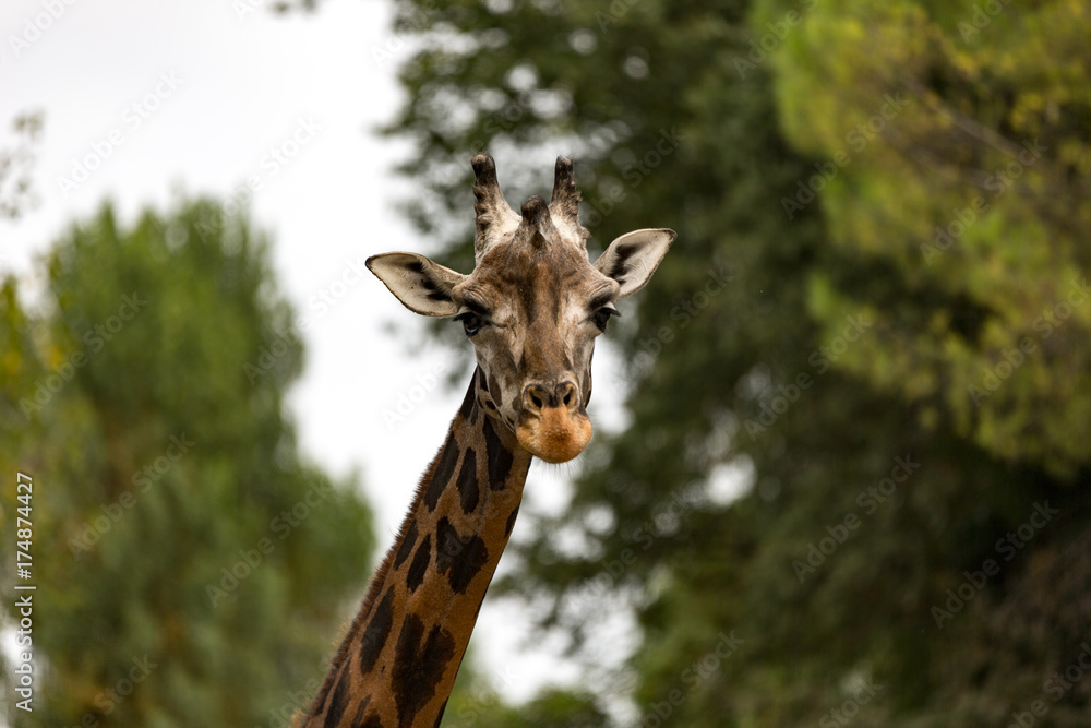 Fototapeta premium occhi della giraffa. la testa della giraffa