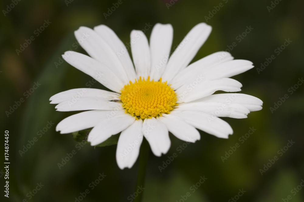 beautiful white flower in the summer garden beautiful white flower in the summer garden