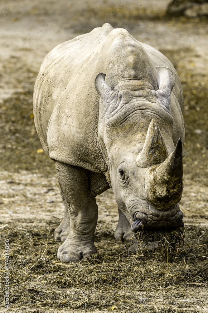 Fototapeta premium rinoceronte