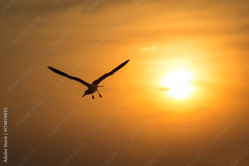 Naklejka premium Silhouette low angle view of seagull flying against sunset.