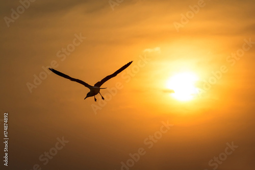Silhouette low angle view of seagull flying against sunset.