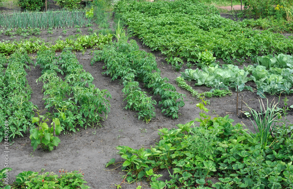 organically cultivated various vegetables in the vegetable garden organically cultivated various vegetables in the vegetable garden