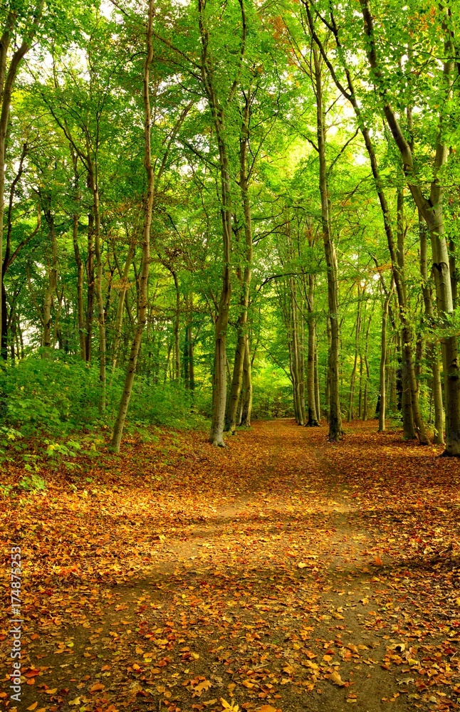 Obraz premium Park in autumn