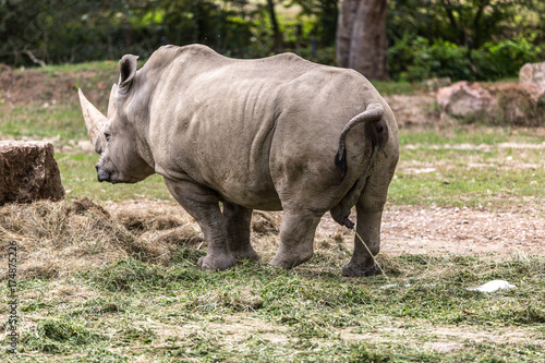organi sessuale del rinoceronte bianco. rinoceronte bianco che fa la pipi. urina del rinoceronte