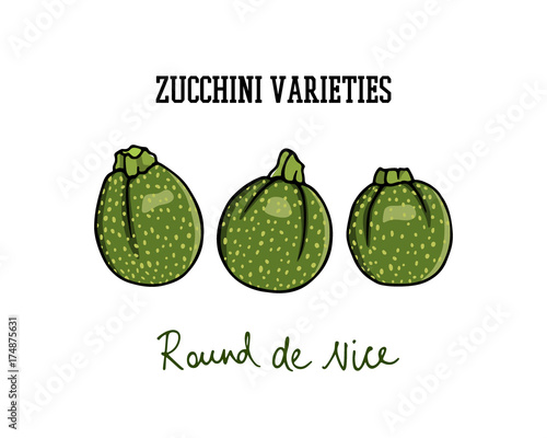 Hand drawn zucchini