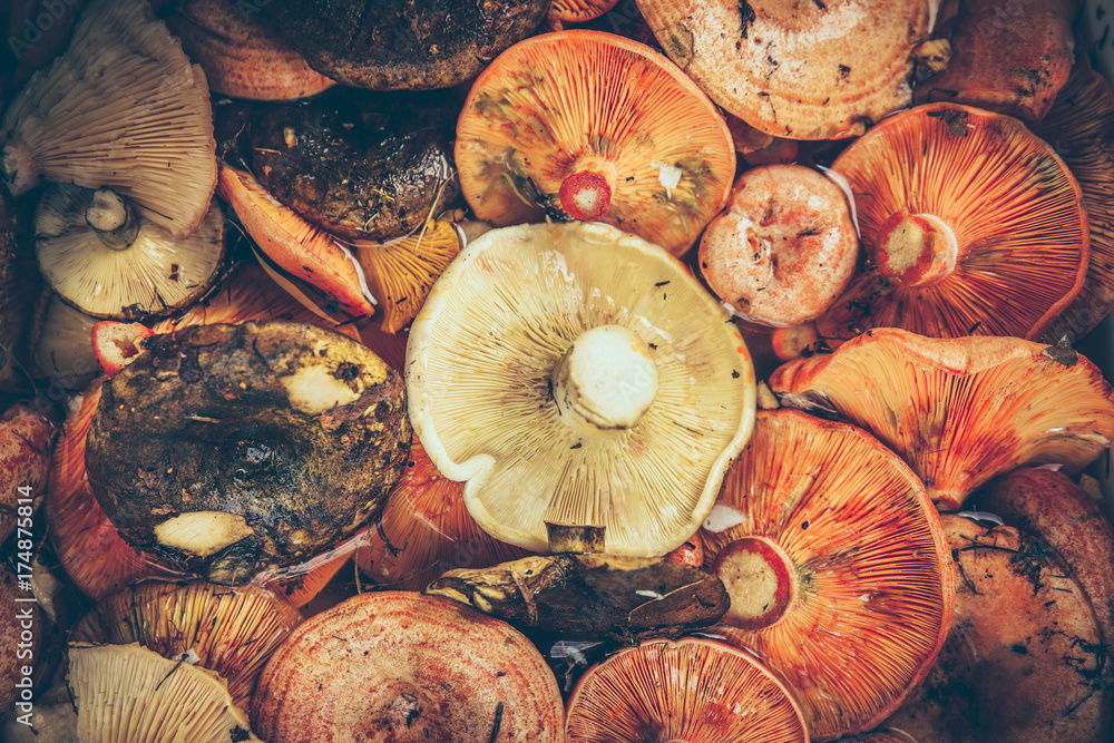 Mushrooms on the table in water