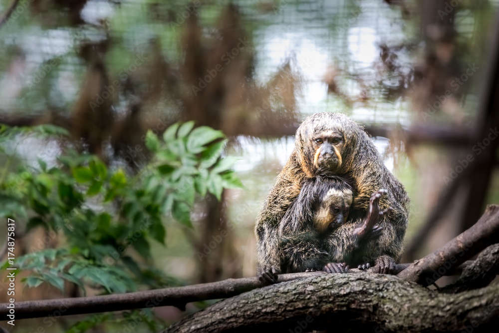 Fototapeta premium saki faccia bianca